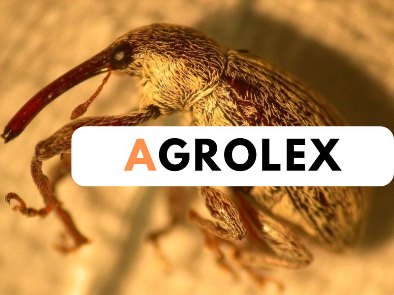 picudo algodonero - agrolex