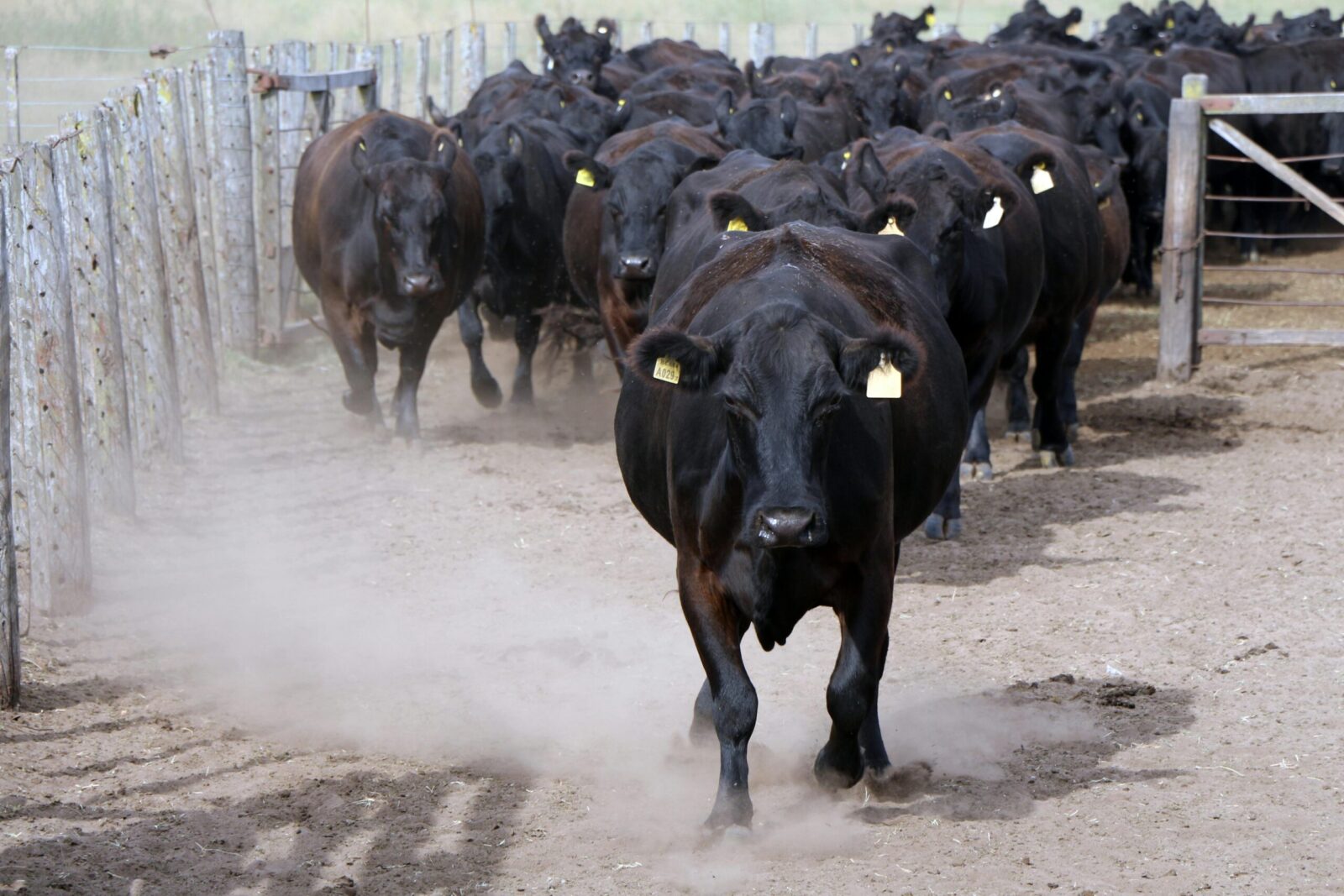 A large group of black Angus cattle walking on a dusty farm path in Argentina.