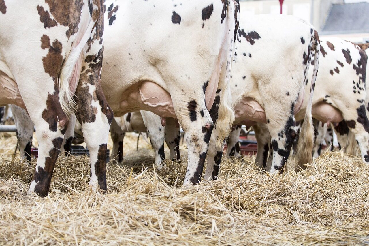 mammal, animal, nature, portrait, outside, livestock, cow, farm, agriculture, milk, breeding, agro-industry, cattle, head
