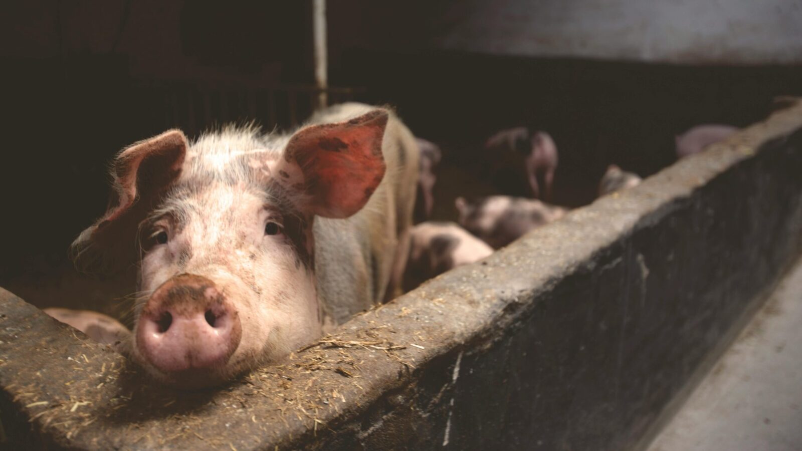 Close-up of a curious pig in a barn, highlighting farm life.
