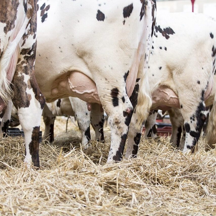 mammal, animal, nature, portrait, outside, livestock, cow, farm, agriculture, milk, breeding, agro-industry, cattle, head