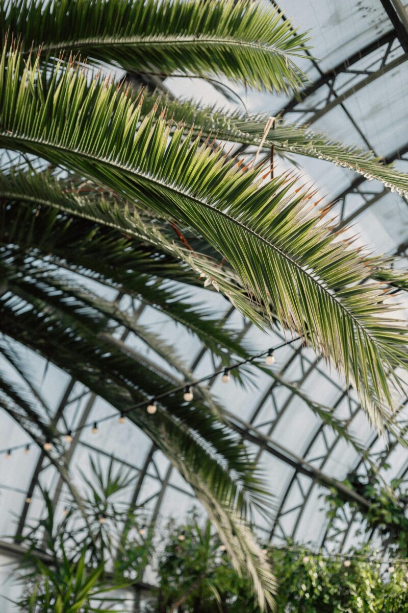 Lush palm leaves in a sunlit greenhouse, showcasing vibrant tropical flora.