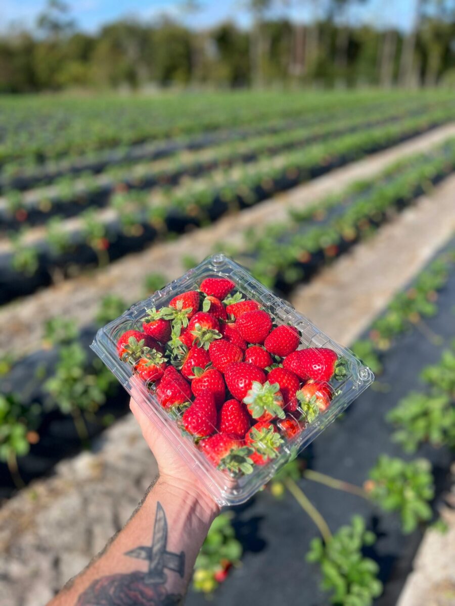 Vibrant fresh strawberries held in a farm field, captured in a bright summer setting.