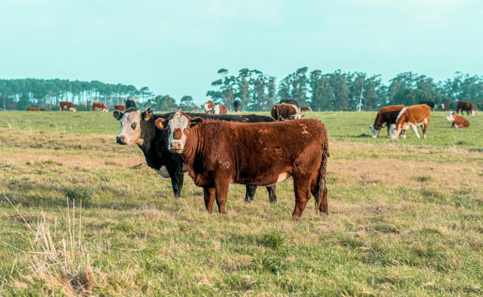 Group of Hereford cows peacefully grazing in lush Uruguayan countryside.