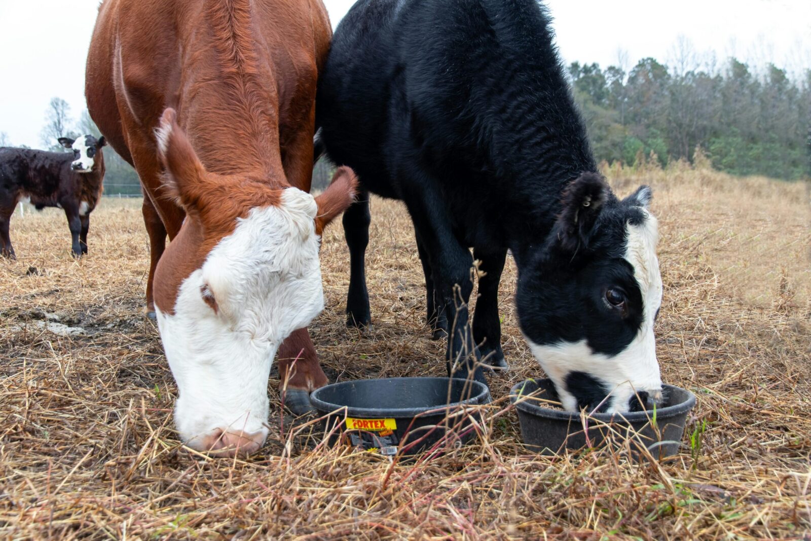 Two cows enjoy feeding in an open field on a North Carolina farm.