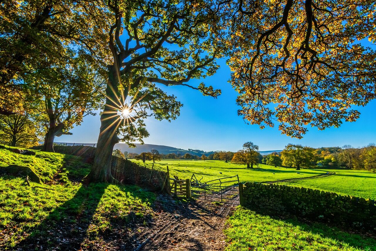 trees, farm, fence, farmland, stone fence, pastures, sunlight, grass, grasslands, fields, meadows, yorkshire, autumn, sunshine, morning, landscape, farm gate, farm track, light, agriculture, stone wall, nature, rustic