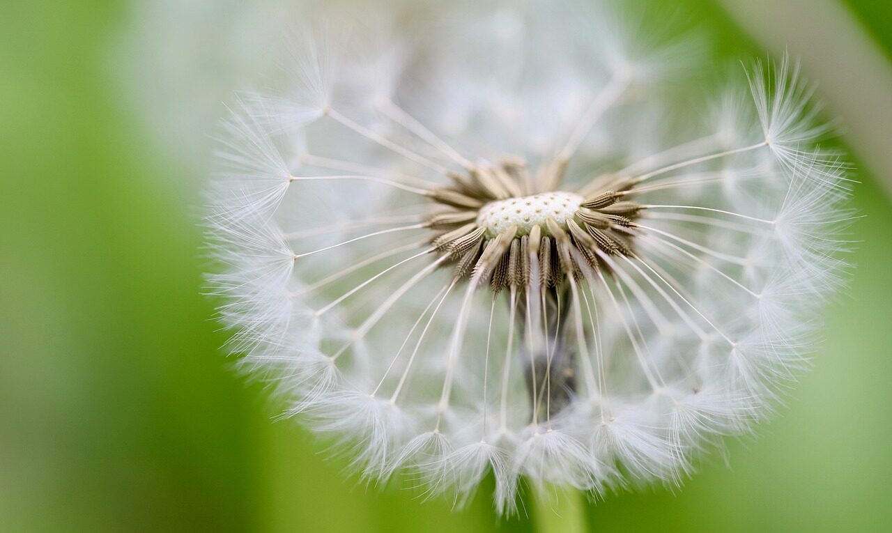 dandelion, flying seeds, seeds, pointed flower, faded, plant, nature, wildflowers, seed umbrella