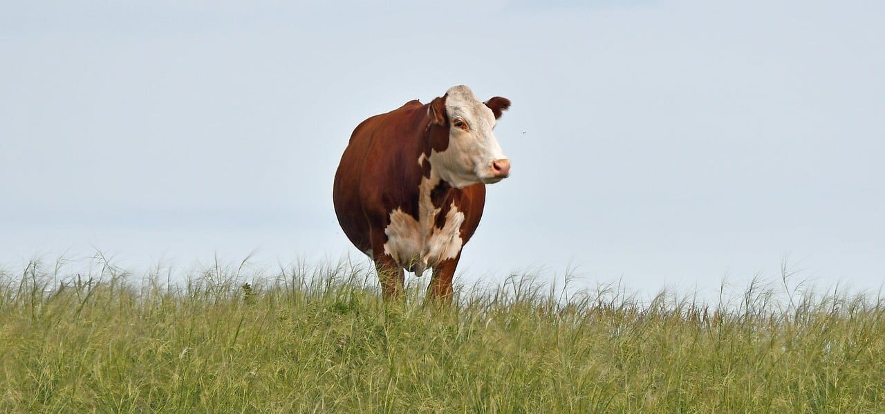 hereford, nature, cattle, beef, farm, rural, pasture, bovine, agriculture, livestock, cow, breed, countryside, grass, ranch, piapot, saskatchewan, prairie, meadow, mammal