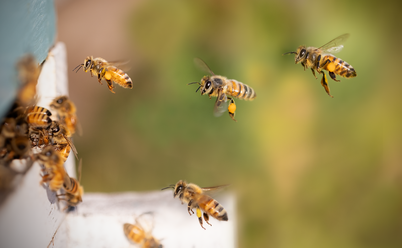bees, honey bees, flying bees, pollinators, beehive, hive, beekeeping, honey, bees, bees, bees, bees, honey bees, honey, honey, honey, honey, honey