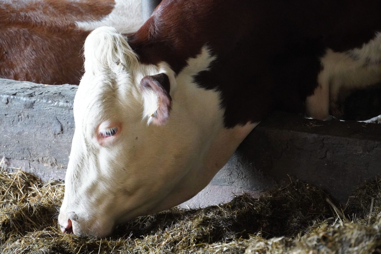 Detailed close-up of a brown and white cow eating hay inside a barn.