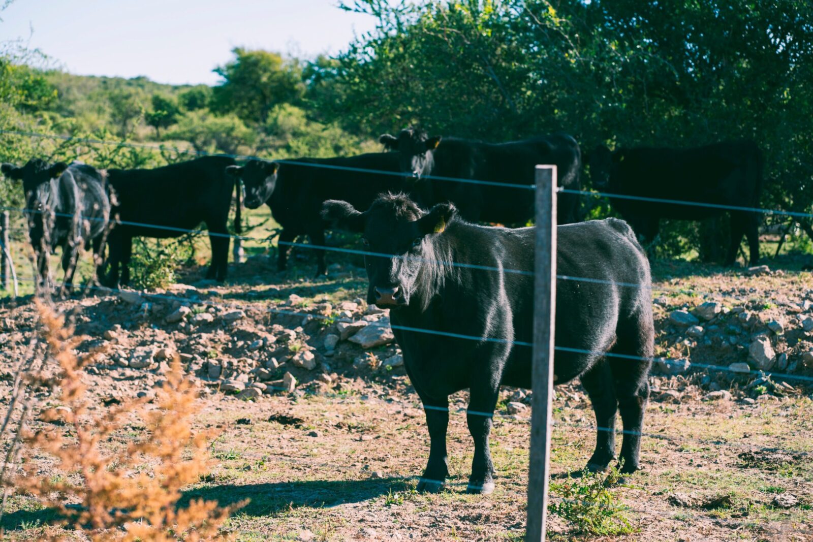 A herd of Angus cattle grazing in Río de los Sauces, Córdoba, Argentina's pastoral landscape.