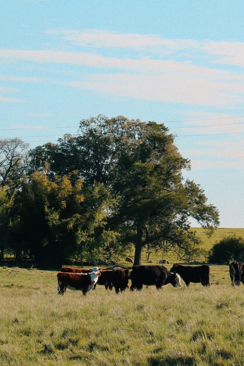 Peaceful scene of cattle grazing under trees in Melo, Uruguay.