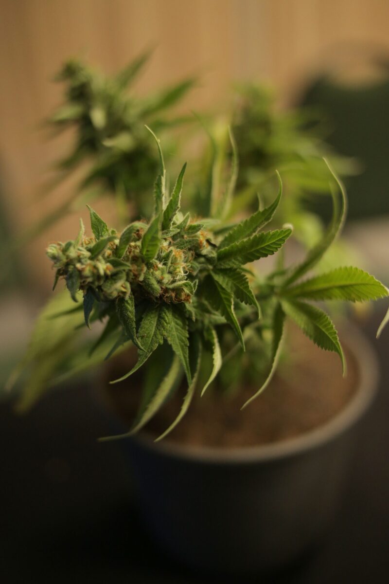 Vertical shot of a budding cannabis plant in a pot, highlighting its green leaves and herbal growth.