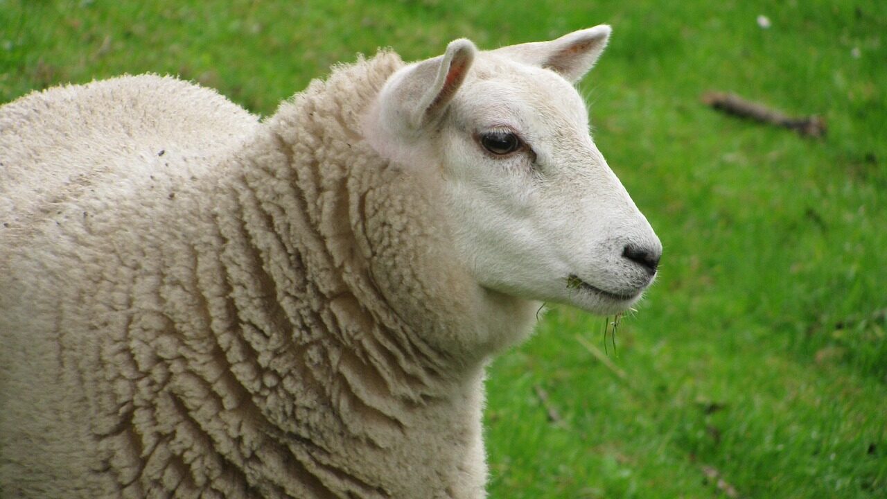 sheep, animal, lana, nature, wool