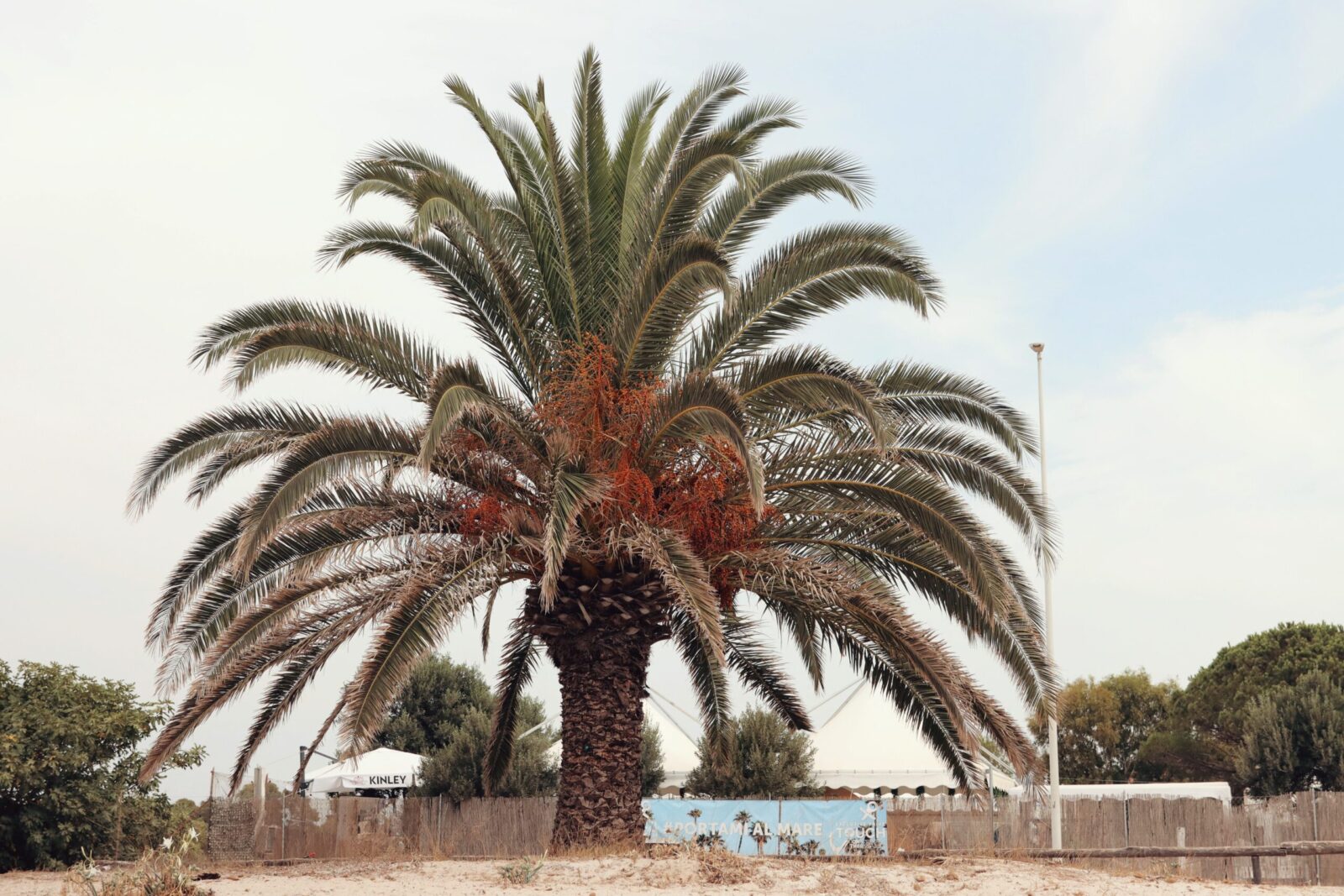 A large palm tree at a beach bar in Alghero, Sardinia, Italy, capturing a tropical vibe.