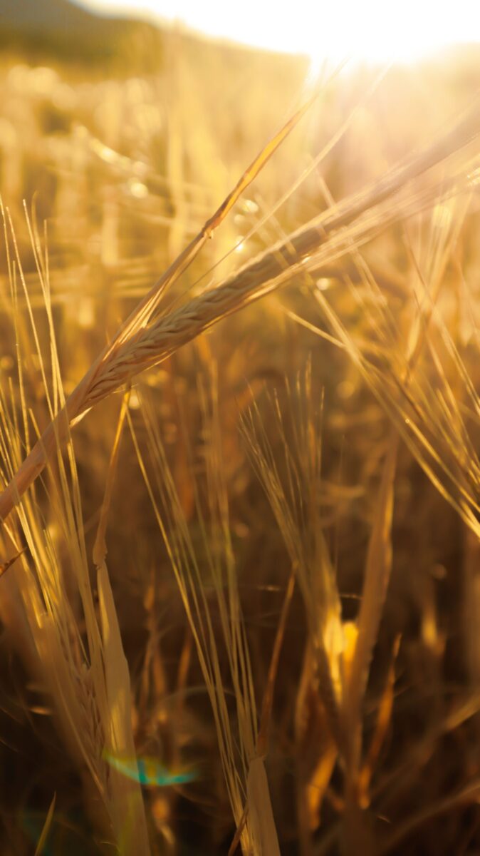 Closeup of golden wheat bathed in sunlight, capturing the essence of a summer harvest.