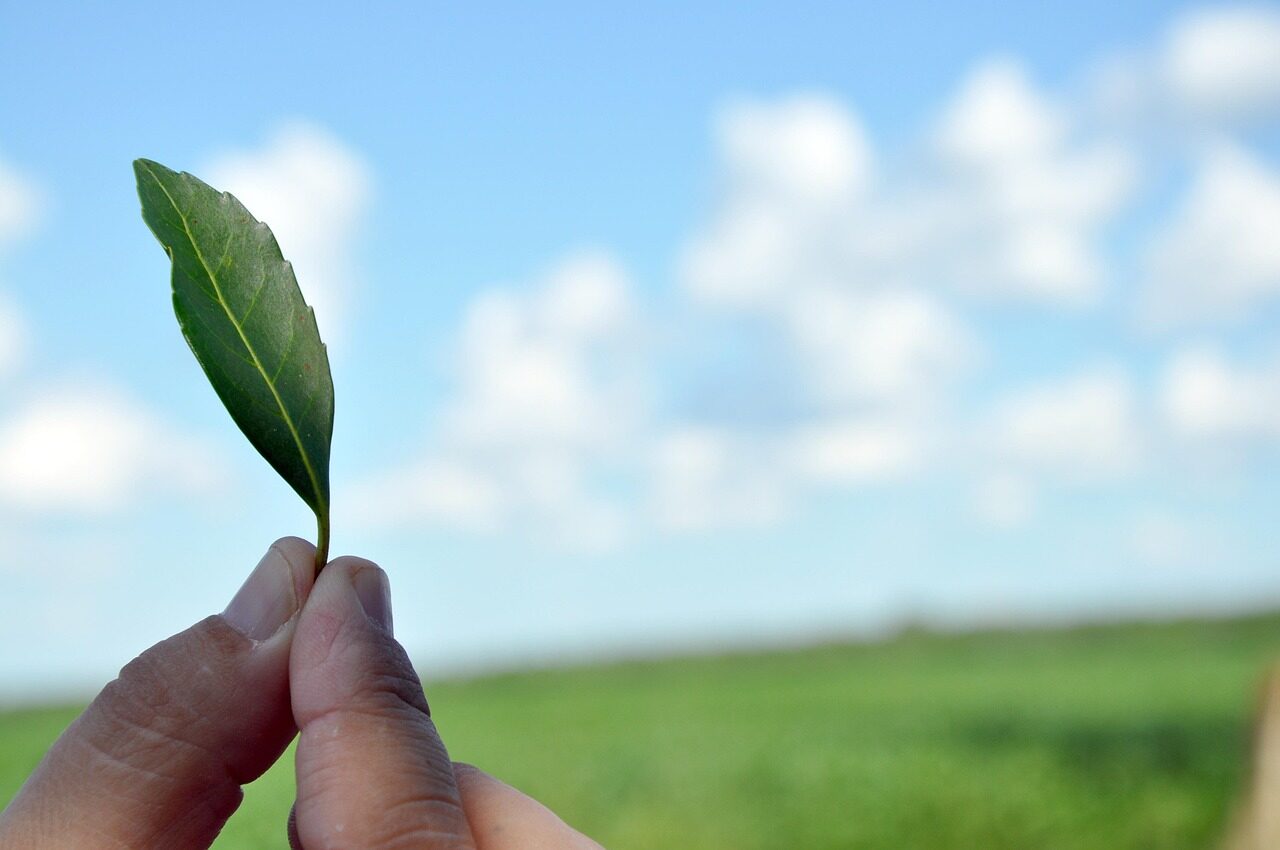 yerba mate, tereré, mate, leaf, plant, nature, hand, clouds, yerba mate, yerba mate, yerba mate, yerba mate, yerba mate